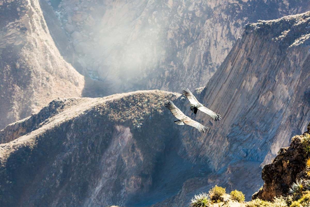 Condor flying Colca Valley